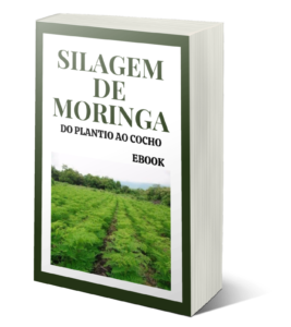 moringa oleifera