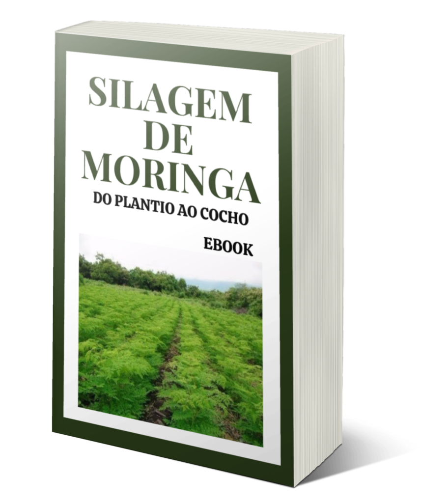 moringa oleifera